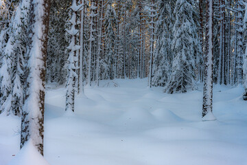 The morning sun shining through the snow-covered coniferous forest, the snow formations created by the wind, Norway