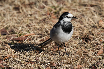 White Wagtail - japan