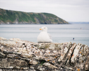 Fototapeta premium Seagull on stone wall with sea in background