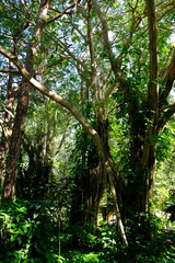 trees in the forest