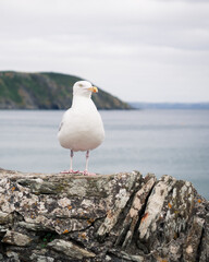 Seagull on stone wall with sea in background