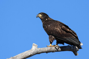 American Bald Eagle Juvenile - Colorado