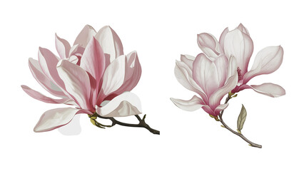 Fototapeta premium magnolia flower isolated on a white background