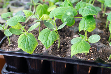 Seedlings of cucumber growing in black plastic containers with soil. Home gardening. Young cultivated seedlings in greenhouse. Spring horticulture