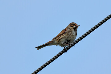 Female Reed Bunting (Emberiza schoeniclus) in Turvey Nature Reserve, Dublin