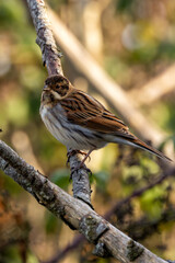 Female Reed Bunting (Emberiza schoeniclus) in Turvey Nature Reserve, Dublin
