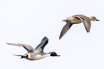 Female Northern Pintail Duck (Anas acuta) in Turvey Nature Reserve, Dublin