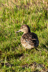 Female Northern Pintail Duck (Anas acuta) in Turvey Nature Reserve, Dublin
