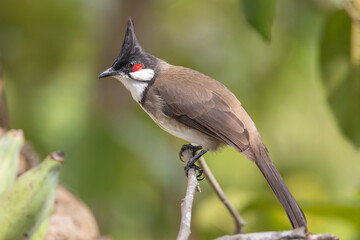 Red-Whiskered Bulbul Perched: A vibrant red-whiskered bulbul, with its distinctive red patch...