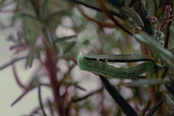 Close-Up of Green Caterpillar on Leaf in Natural Environment