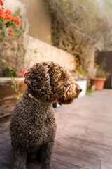 Curly-Haired Dog Sitting in a Cozy Outdoor Garden Setting