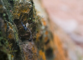 Close-Up of a Harvestman (Daddy Longlegs) on a Mossy Rock