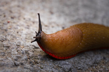Close-Up of a Brown Slug Crawling on a Rocky Surface