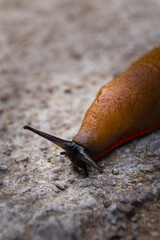 Close-Up of a Brown Slug Crawling on a Rocky Surface