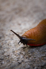 Close-Up of a Brown Slug Crawling on a Rocky Surface