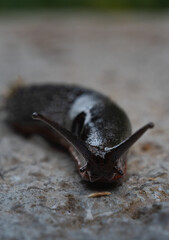 Close-Up of a Black Slug Crawling on a Rocky Surface