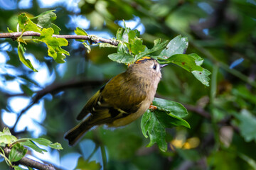 Goldcrest (Regulus regulus) in Glen River Park, Cork - commonly found in woodlands and coniferous forests