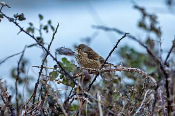 Common Linnet (Linaria cannabina), typically found in open habitats and hedgerows. Bull Island, Dublin.