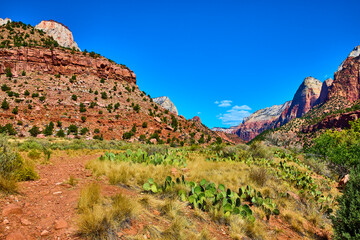 Fototapeta premium Zion National Park Red Rock Vista with Desert Vegetation Eye Level