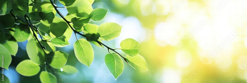 Leinwandbilder serene green forest with sunlight filtering through leaves creating a peaceful atmosphere for relaxa