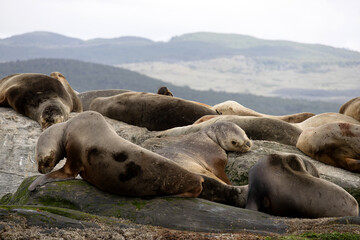 Sea lions enjoying laziness