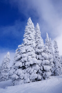 Snow covered pine trees at Steamboat Ski area in Colorado with moody skies