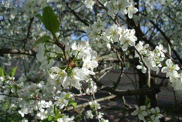 A cherry branch in spring showcases a cluster of blossoms up close, revealing their soft petals and tender leaves bathed in warm sunlight.