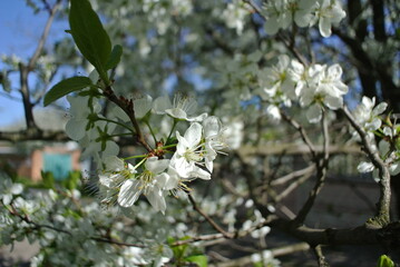 A cherry branch in spring showcases a cluster of blossoms up close, revealing their soft petals and tender leaves bathed in warm sunlight.