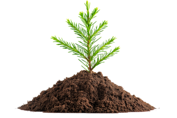 Small tree is growing in a pile of dirt