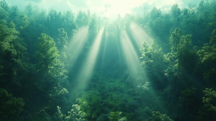 Sunbeams filtering through a lush green forest, creating a serene and magical atmosphere