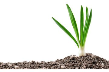 Fototapeta premium Small green plant is growing in the dirt
