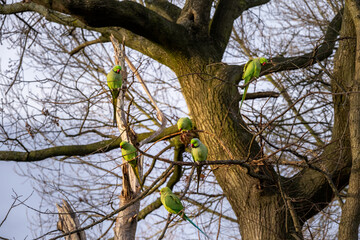 Green parakeets perched on a tree in a park in London, England, in winter