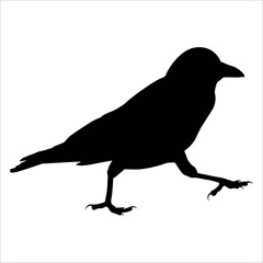 Bird Crow Silhouette Vector illustration