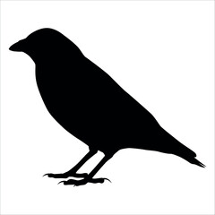 Bird Crow Silhouette Vector illustration
