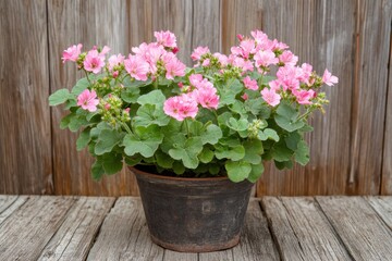 Potted ivy leaf pelargonium blossoms in sunlight