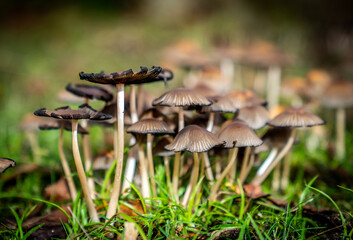A cluster of Wild Mushrooms
Mushrooms in Autumn Grass
Forest Floor Fungi