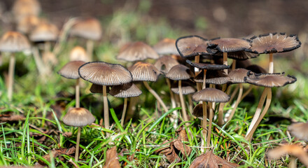 A cluster of Wild Mushrooms
Mushrooms in Autumn Grass
Forest Floor Fungi