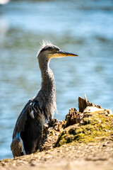 A Grey Heron Ardea cinerea Stands Alert by the Lake in Heaton Park, Manchester Salford UK 