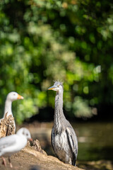 A Grey Heron Ardea cinerea Stands Alert by the Lake in Heaton Park, Manchester Salford UK 