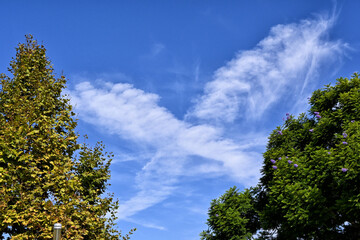 X shaped clouds and contrails on a blue sky between trees.
