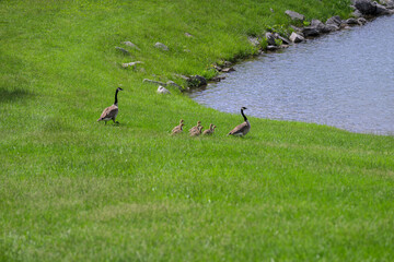 Geese with their baby goslings goose