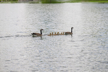 Geese with their baby goslings goose