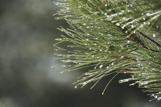 Water grains on pine tree leaves - Powered by Adobe