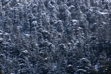 Snowy forest against the backdrop of sunny winter mountains.