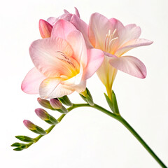 Naklejka premium pink lily isolated on white