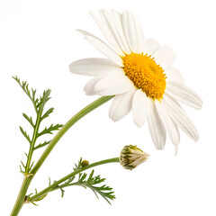 daisy flower isolated on white