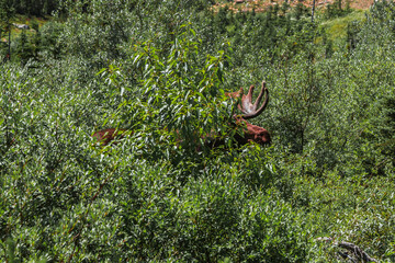 Bull Moose on the Trail in Many Glacier, Glacier National Park, Montana