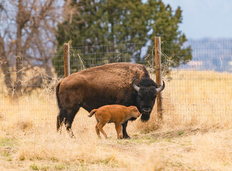 A baby Bison getting attention from an adult Bison as it playfully approaches at Rocky Mountain Arsenal Wildlife Refuge in Colorado. © Susan Hodgson