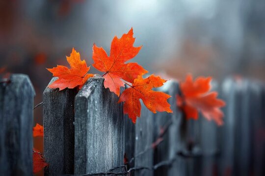 Vibrant red maple leaves rest on a weathered gray wooden fence, a serene autumn scene.
