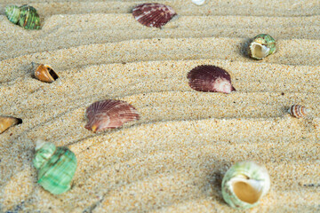 Abstract sand beach with shell background